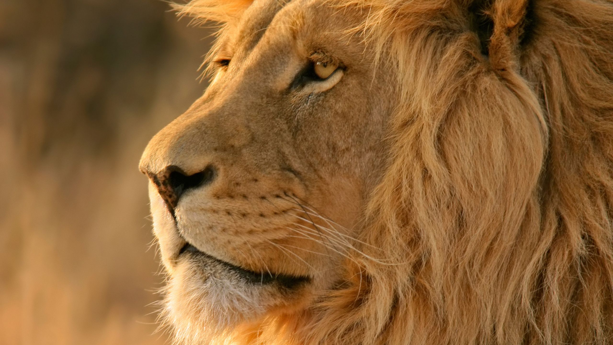 About wp10407677 mac os lion wallpapers